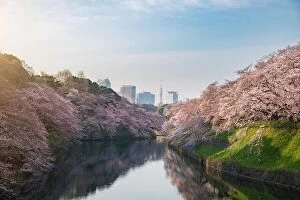 Images Dated 5th April 2017: View of massive cherry blossoming in Tokyo, Japan as background