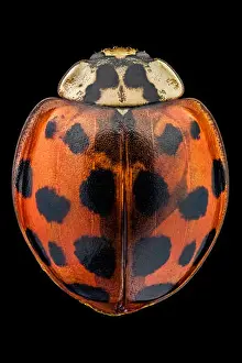 Dorsal Prints: Top view of a multicolored Asian lady beetle