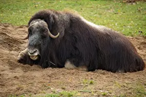 Musk Prints: View of muskoxen laying down in the grass