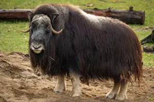 Musk Prints: View of muskoxen staying on grass