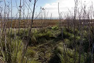 Salt Marsh Prints: View of Pegwell Bay Nature Reserve, Kent