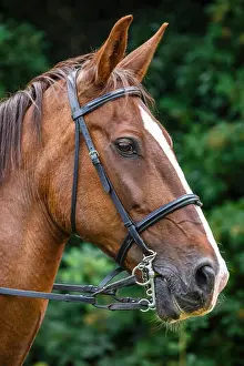 Mare Prints: Side view portrait of brown horse with reins