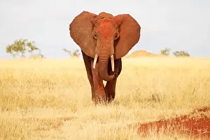 Plains Prints: Front view of red elephant in Tsavo Park, Kenya