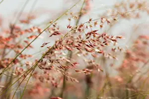 Grass Green Prints: View of Red Natal Grass (Melinis repens) pink and white plumes in Nha Trang city