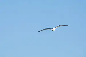 Soaring Prints: Front view of a ring billed gull soaring isolated in the blue sky on a January day in Iowa