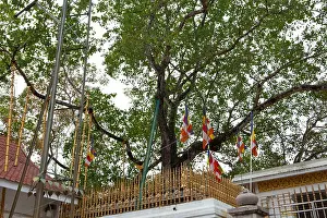 Anuradhapura Prints: A view of the sacred Sri Maha Bodhi Tree in the ancient city of Anuradhapura in Sri Lanka