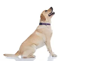 Labrador Prints: side view of a seated labrador retriever dog looking what's above him out of curiosity against white background