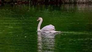 White Swan Prints: side view shot of a white swan swimming on swan lake at singapore botan