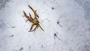 Melt Prints: Top down view at a single tree trunk in a frozen lake, captured from above by a drone