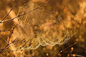 Cobweb Prints: View of spider web at sunset