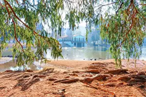 Edges Prints: View of a tranquil pond surrounded by tree roots