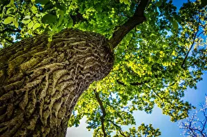 Green Growth Prints: View in a tree crown from below on sunny spring day