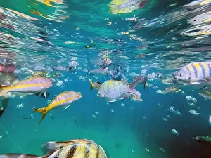 Faceless Prints: Back view of unrecognizable woman enjoying snorkeling among the vibrant