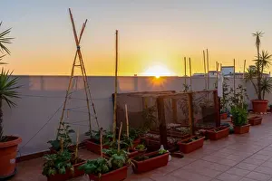 Row House Prints: View of a urban vegetable garden planting in plastic planters on the terrace of the house