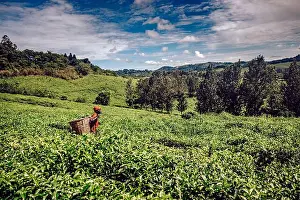 Farm Land Prints: View of a vibrant scene unfolds as a woman in a red dress carries a basket through a lush green tea plantation under a
