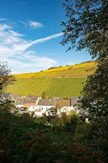 view to the vineyards around the village Enkirch in the river moselle valley in Germany