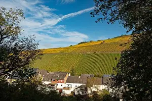 Moselle Valley Prints: view to the vineyards around the village Enkirch in the river moselle valley in Germany