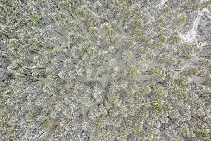 Tree Tops Prints: Top down view at wonderful snow covered white trees in a green forest