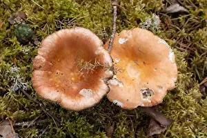 Plant Stem Prints: Vikaköngäs, Arctic Circle Hiking Area, lapland, Finland