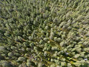 Shrubland Prints: Vikaköngäs, Lapland, Finland