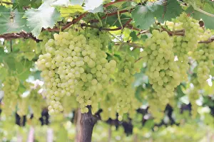 Sparkling Prints: A vine full of beautiful grapes!