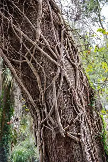 Oak Tree Prints: Vine wrapped around large oak tree trunk at Rainbow Springs State Park in Dunnellon