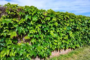 Creeper Prints: Vines of Japanese creeper (Parthenocissus tricuspidata)