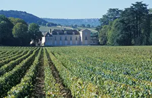 Frankreich Prints: Vineyard Chateau de Mersault in Mersault Burgundy France