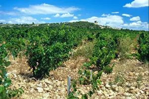 Vines Prints: vineyard at Châteauneuf du Pape Vaucluse Provence France