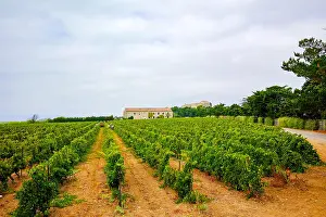 Wineries Prints: Vineyard in Domaine de Maguelone near Montpellier, South France, red wine grape plantation