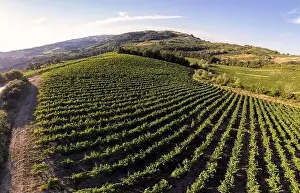 Clipped Prints: Vineyard plantations, panoramic aerial view north of Italy