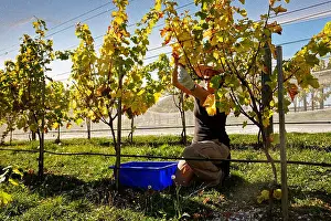 Vines Prints: Vineyard worker, a woman wearing gloves picking grapes and putting the fruit in a blue bin
