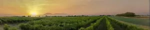 Vineyards in Italy, Aerial view of scenic vineyards in Italy at sunset