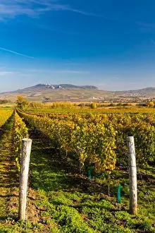 Vines Prints: Vineyards near Dolni Dunajovice in Palava region, Southern Moravia, Czech Republic
