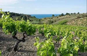Vine Growing Prints: Vineyards in the south of Banyuls-sur-Mer (south of France)