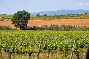 Vineyard Landscape Prints: Vineyards in the spring in the Subirats wine region in the province of Barcelona