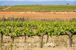 Vineyard Landscape Prints: Vineyards in the spring in the Subirats wine region in the province of Barcelona