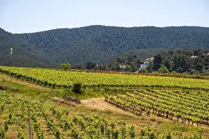 Vineyard Landscape Prints: Vineyards in the spring in the Subirats wine region in the province of Barcelona
