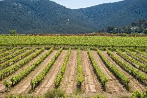 Vineyards in the spring in the Subirats wine region in the province of Barcelona