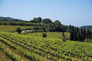Vineyard Landscape Prints: Vineyards in the spring in the Subirats wine region in the province of Barcelona