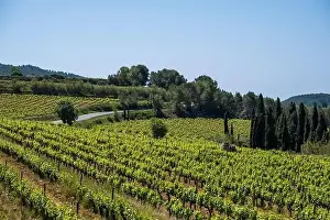 Vineyard Landscape Prints: Vineyards in the spring in the Subirats wine region in the province of Barcelona
