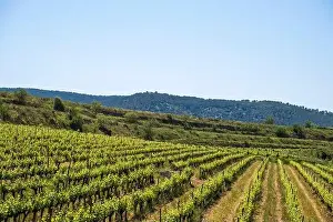 Vineyard Landscape Prints: Vineyards in the spring in the Subirats wine region in the province of Barcelona