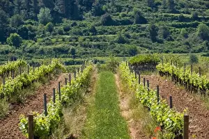 Vineyards in the spring in the Subirats wine region in the province of Barcelona