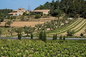 Vineyards in the spring in the Subirats wine region in the province of Barcelona
