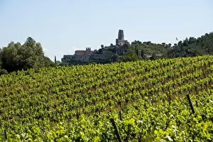 Vineyard Landscape Prints: Vineyards in the spring in the Subirats wine region in the province of Barcelona
