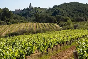 Vineyards in the spring in the Subirats wine region in the province of Barcelona