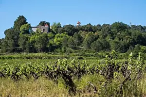Vineyard Landscape Prints: Vineyards in the spring in the Subirats wine region in the province of Barcelona
