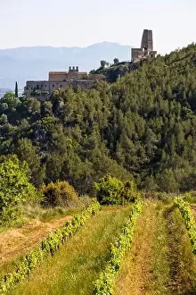 Vineyard Landscape Prints: Vineyards in the spring in the Subirats wine region in the province of Barcelona