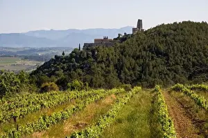 Vineyards in the spring in the Subirats wine region in the province of Barcelona