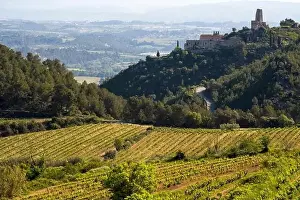 Vineyard Landscape Prints: Vineyards in the spring in the Subirats wine region in the province of Barcelona